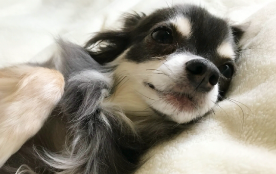 津シッポペット